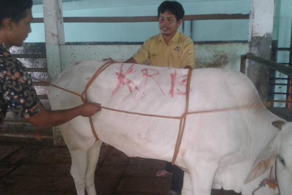 Cara Merobohkan Sapi